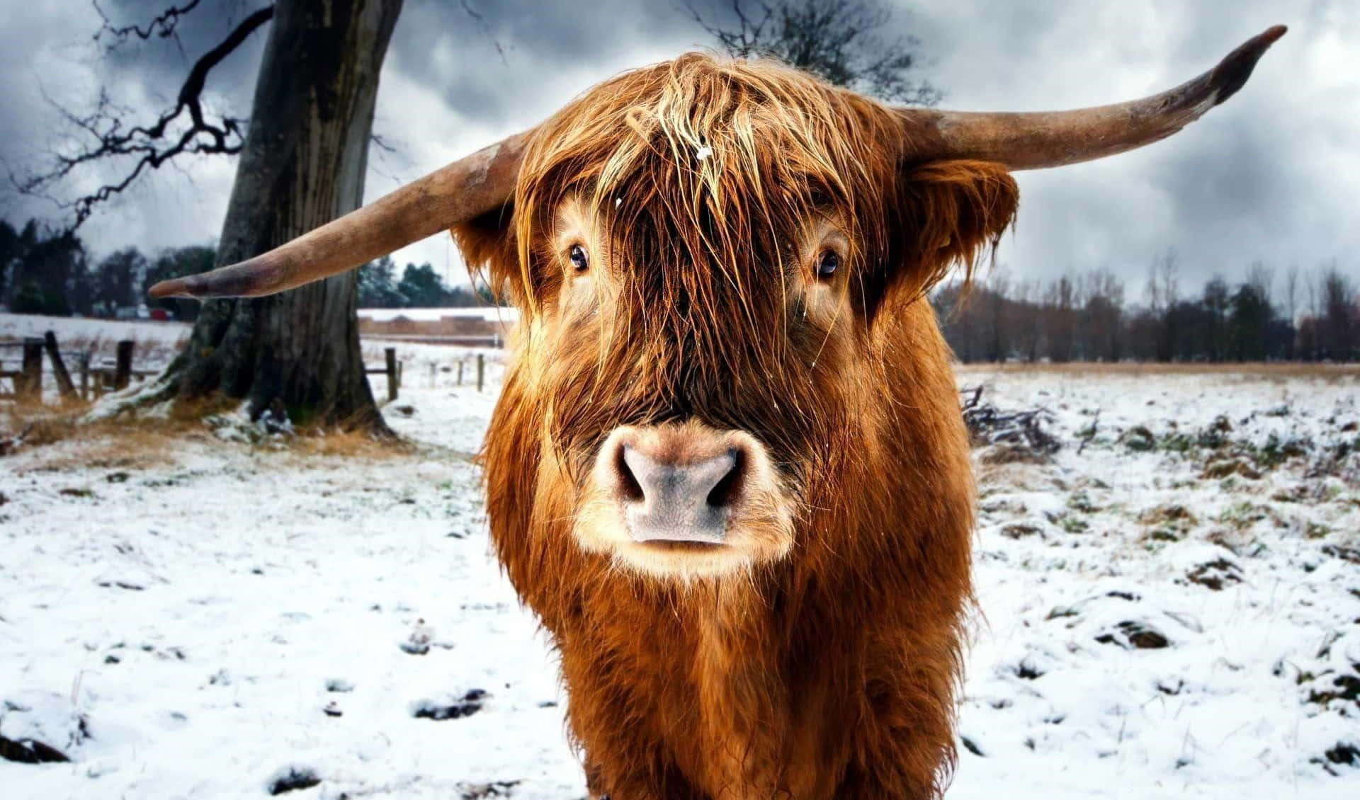 Caption: Majestic Highland Cow in Natural Scenery