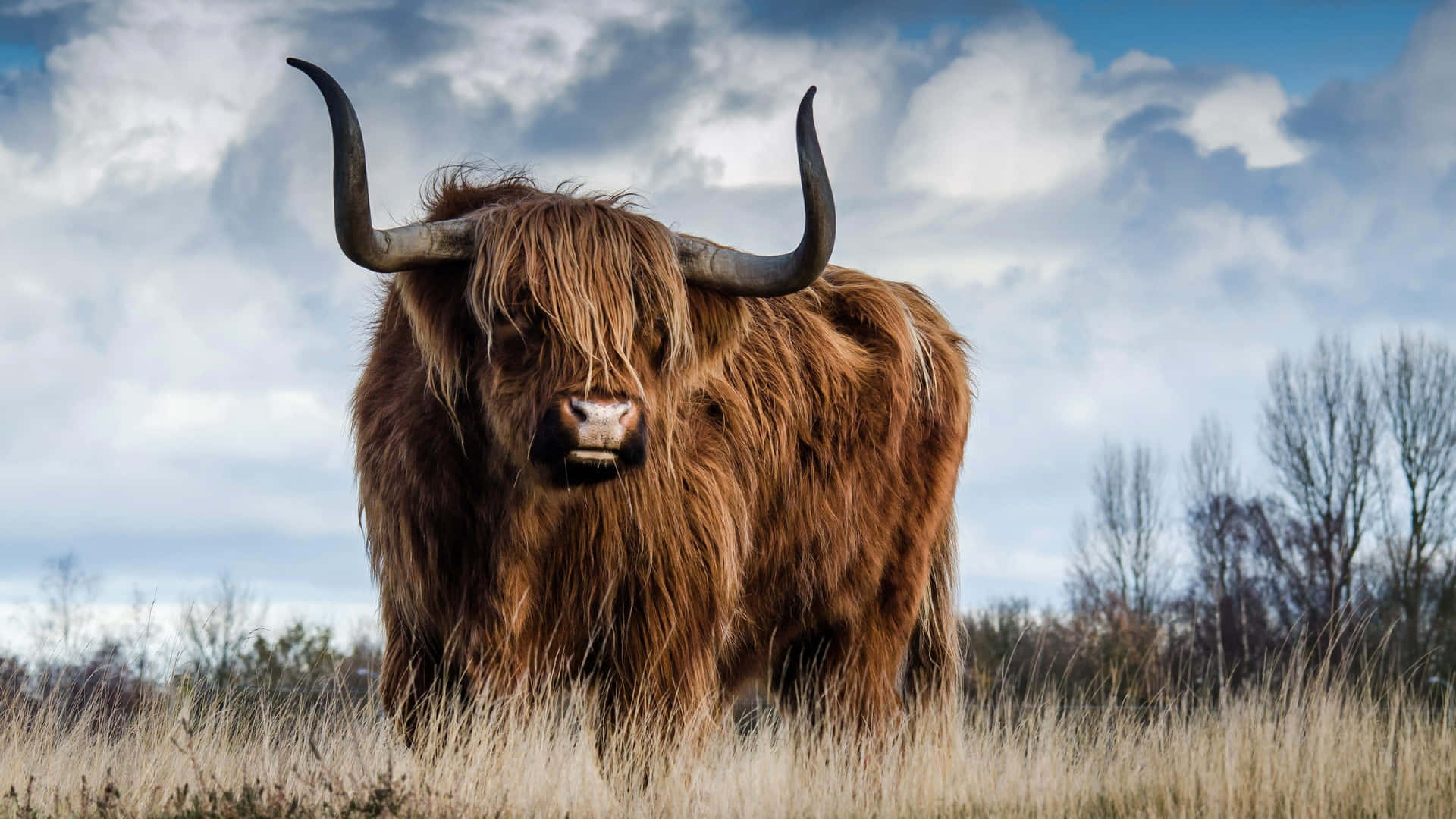 Majestic Highland Cow in a Serene Field