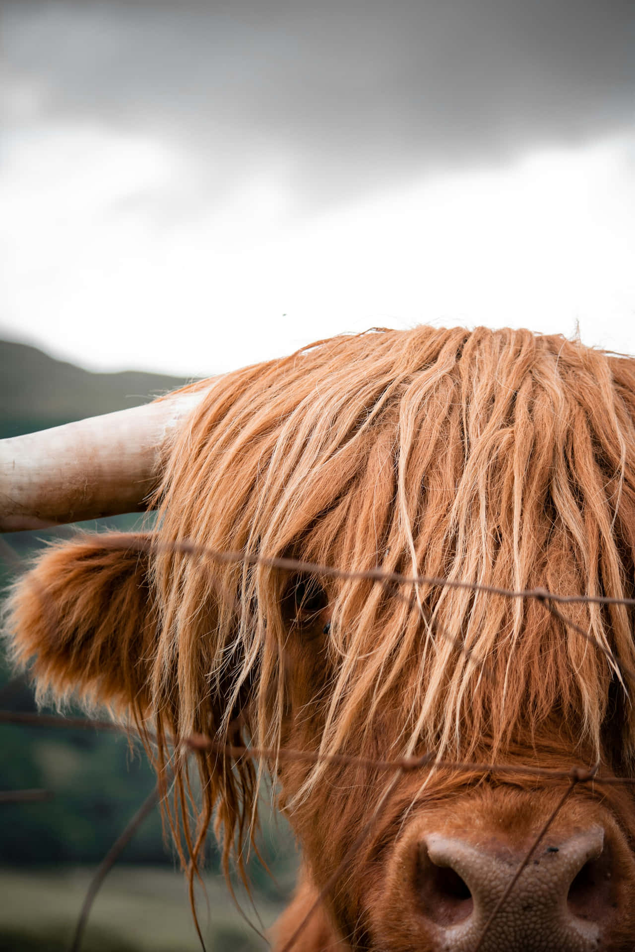 Highland Cow Behind Fence Wallpaper