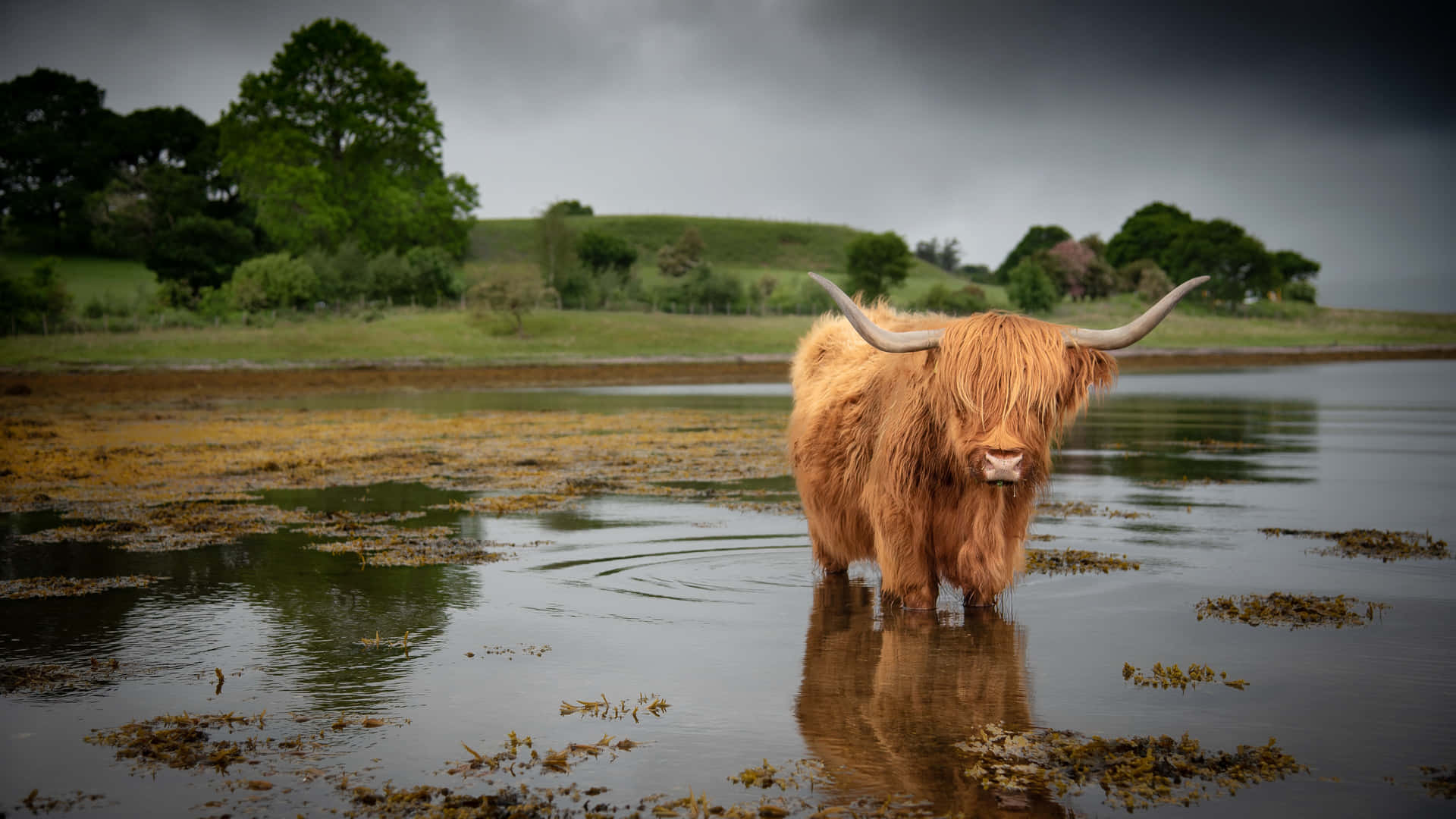 Highland_ Cow_by_ Waterfront.jpg Wallpaper
