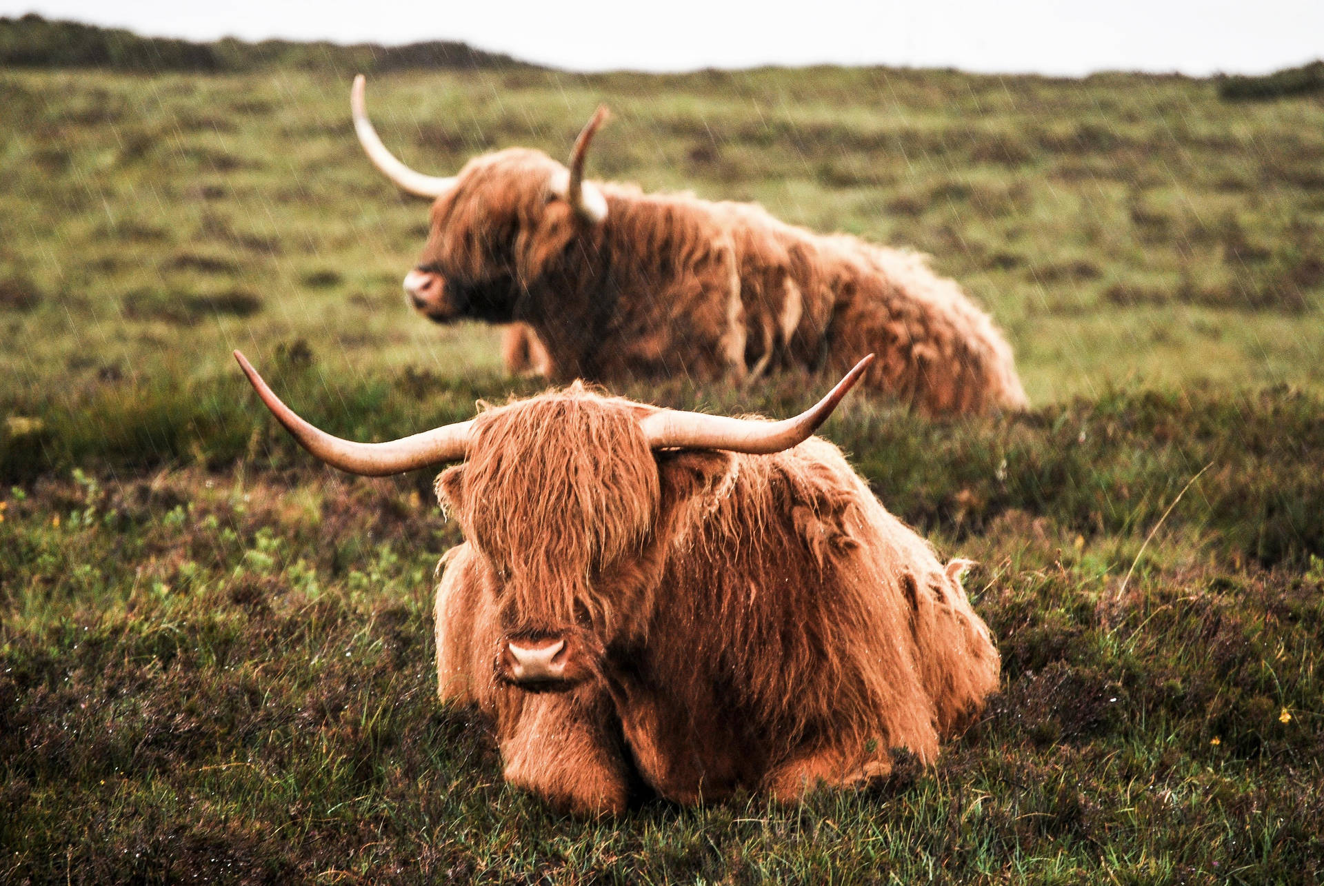 Highland Cow Duo In Grass Wallpaper