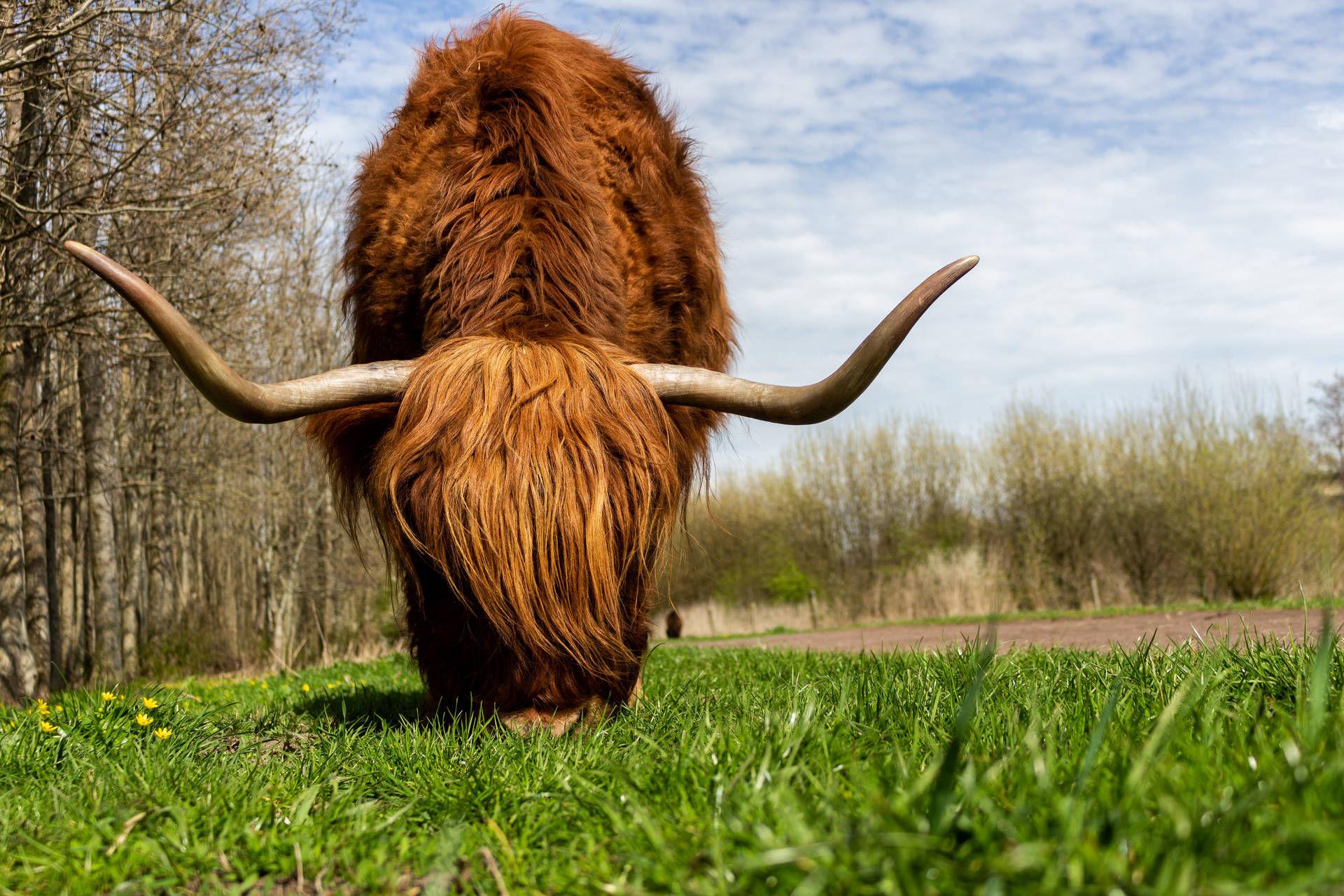 Highland Cow Eating Grass Wallpaper