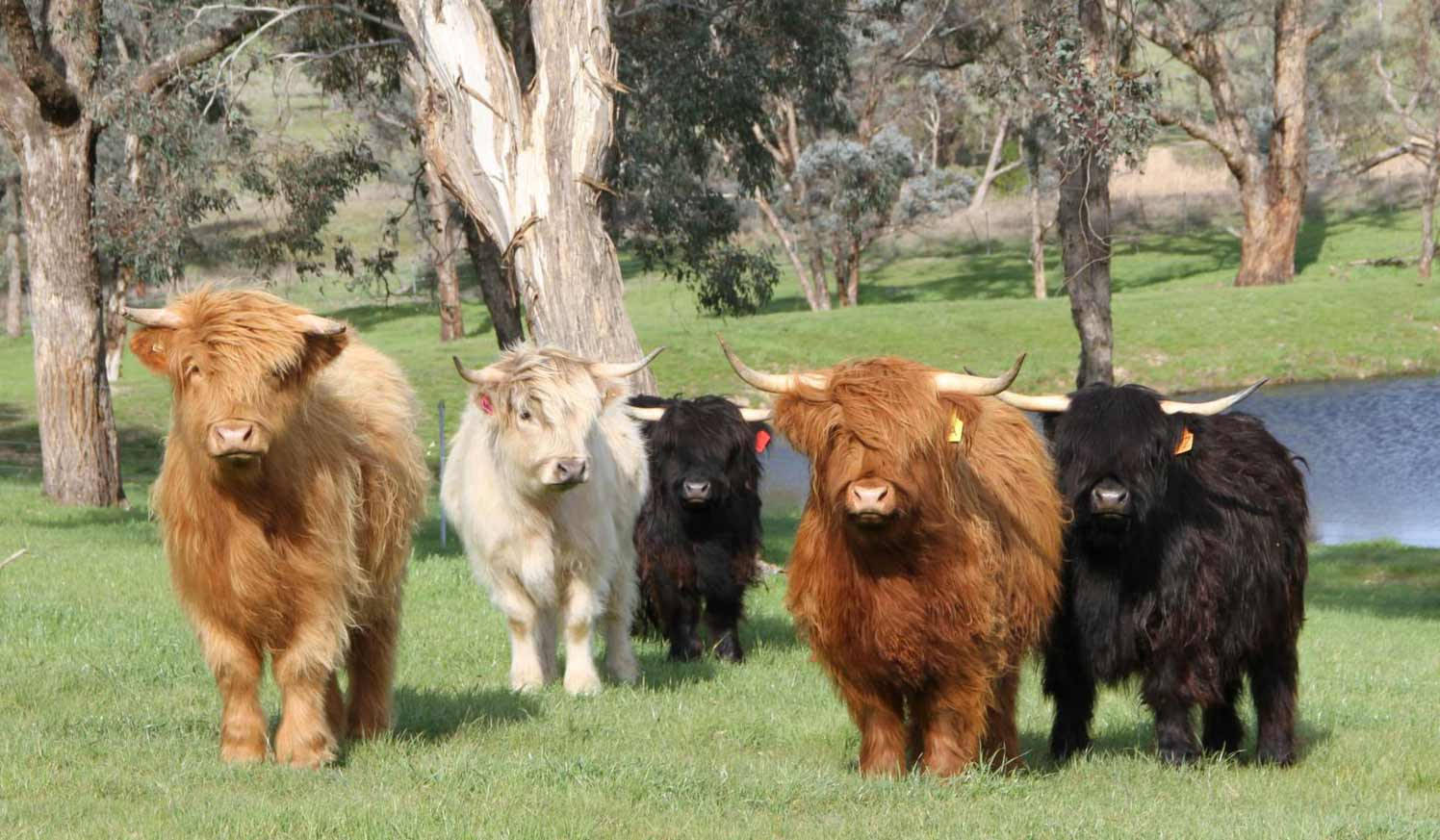 Highland Cow Herd In Different Colors Background