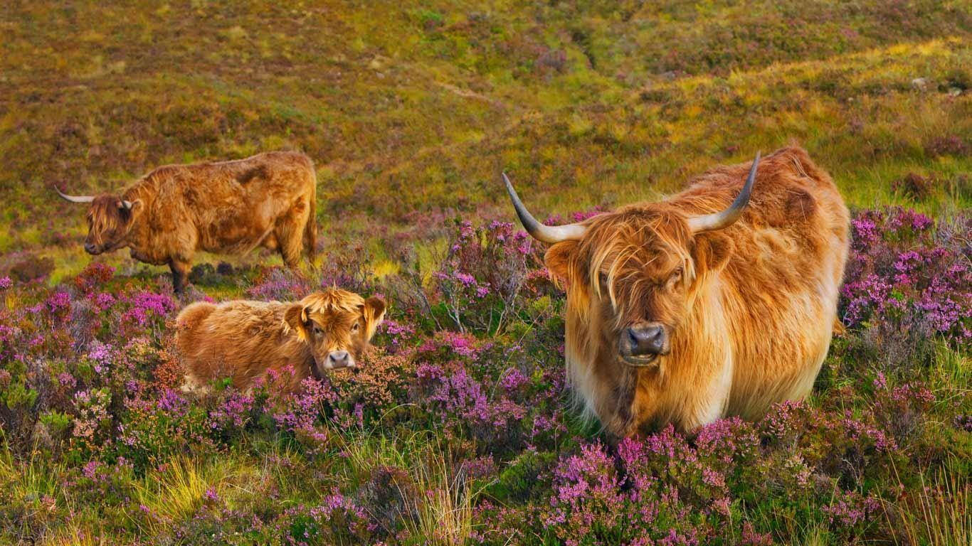 Manadade Vacas De Las Highlands Con Flores. Fondo de pantalla