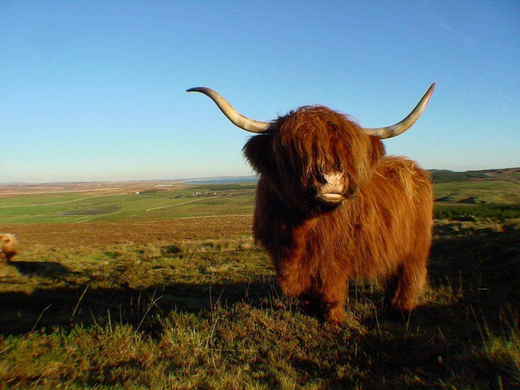 Highland Cow In Open Field Wallpaper