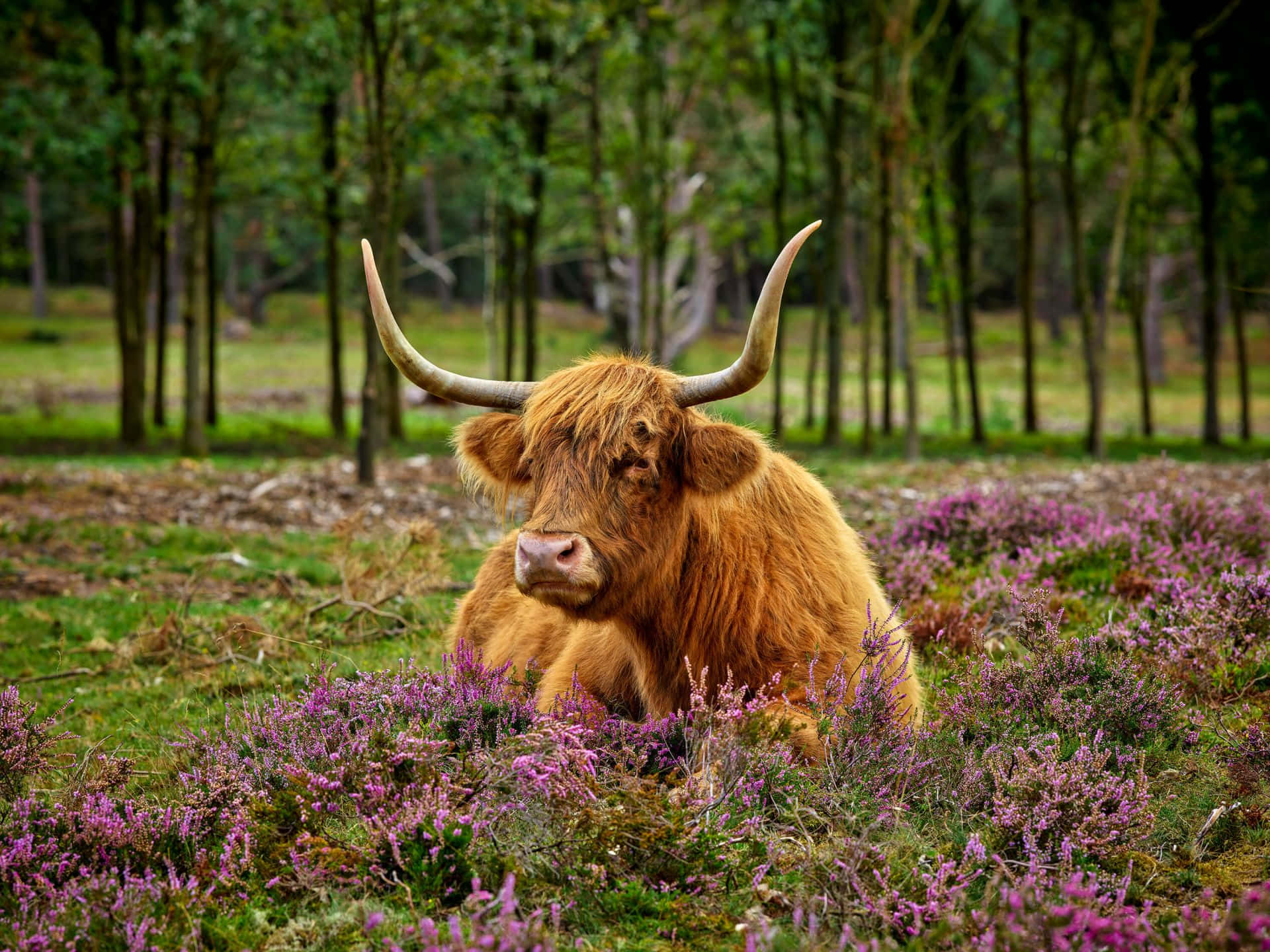 Highland_ Cow_in_ Purple_ Heather.jpg Wallpaper