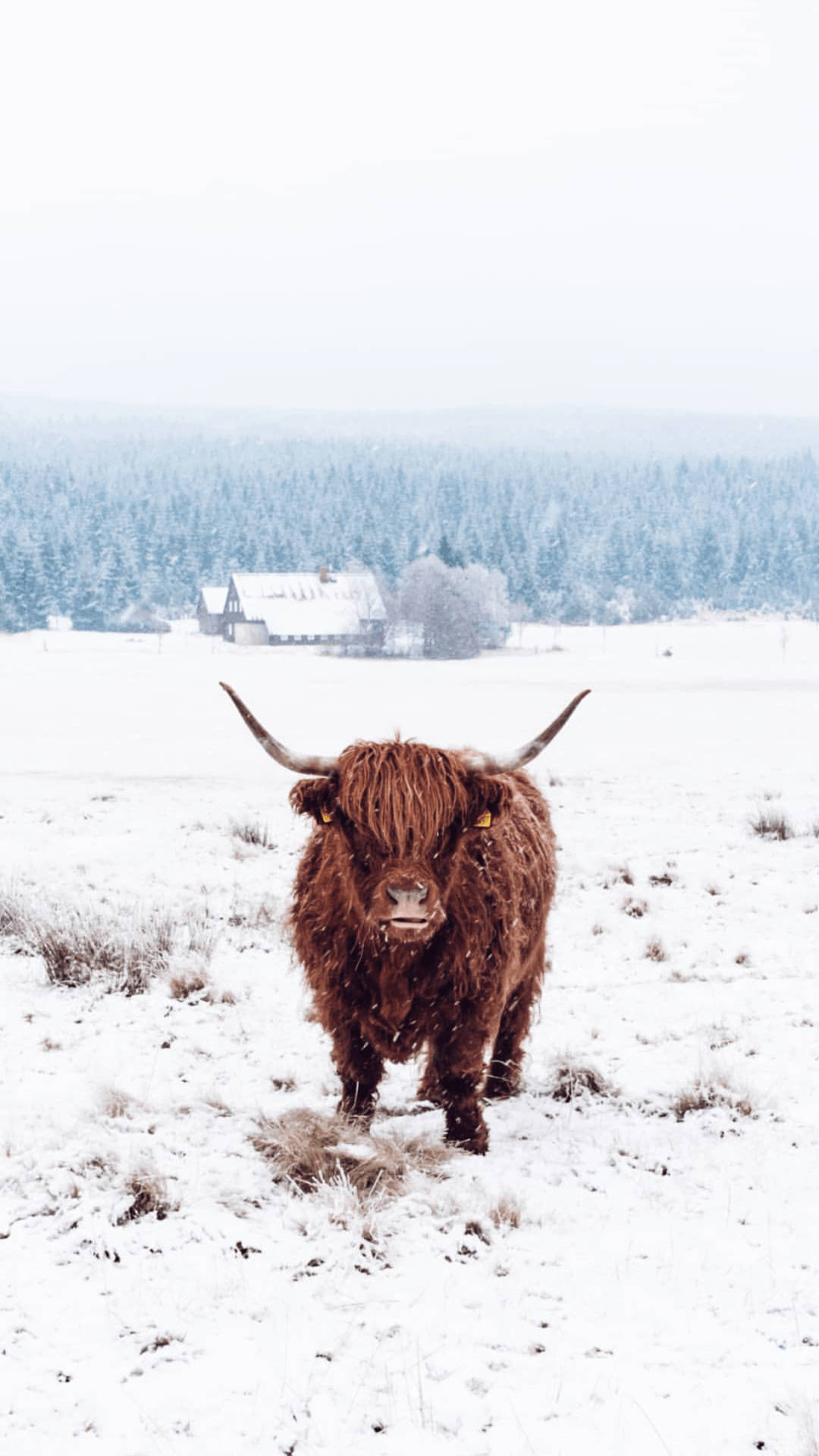 Highland Cow In Snow Wallpaper