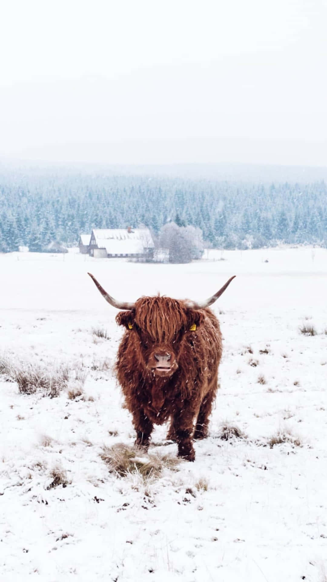 Highland_ Cow_in_ Snowy_ Field.jpg Wallpaper