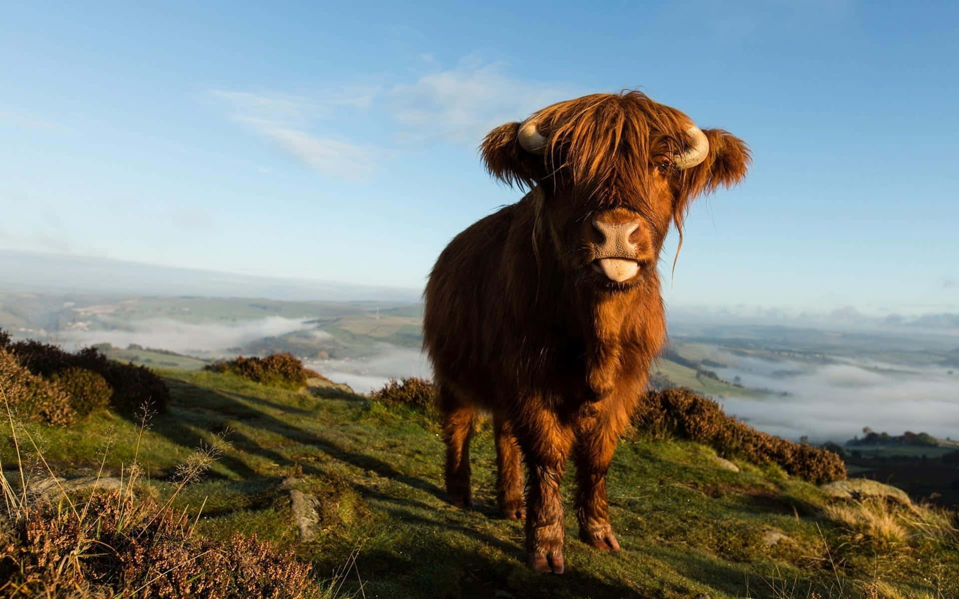 Highland Cow Misty Morning Hilltop Wallpaper