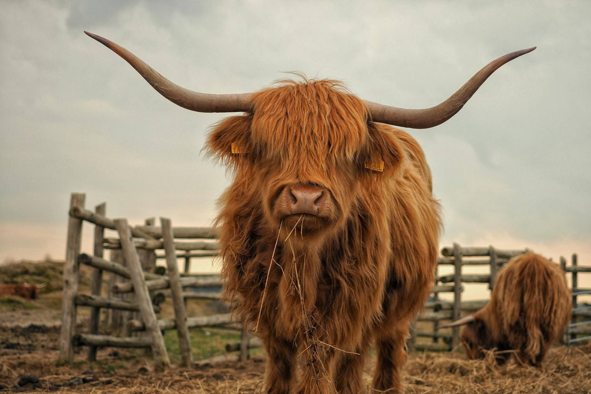 Highland Cow tæt på hegn søger efter græs Wallpaper