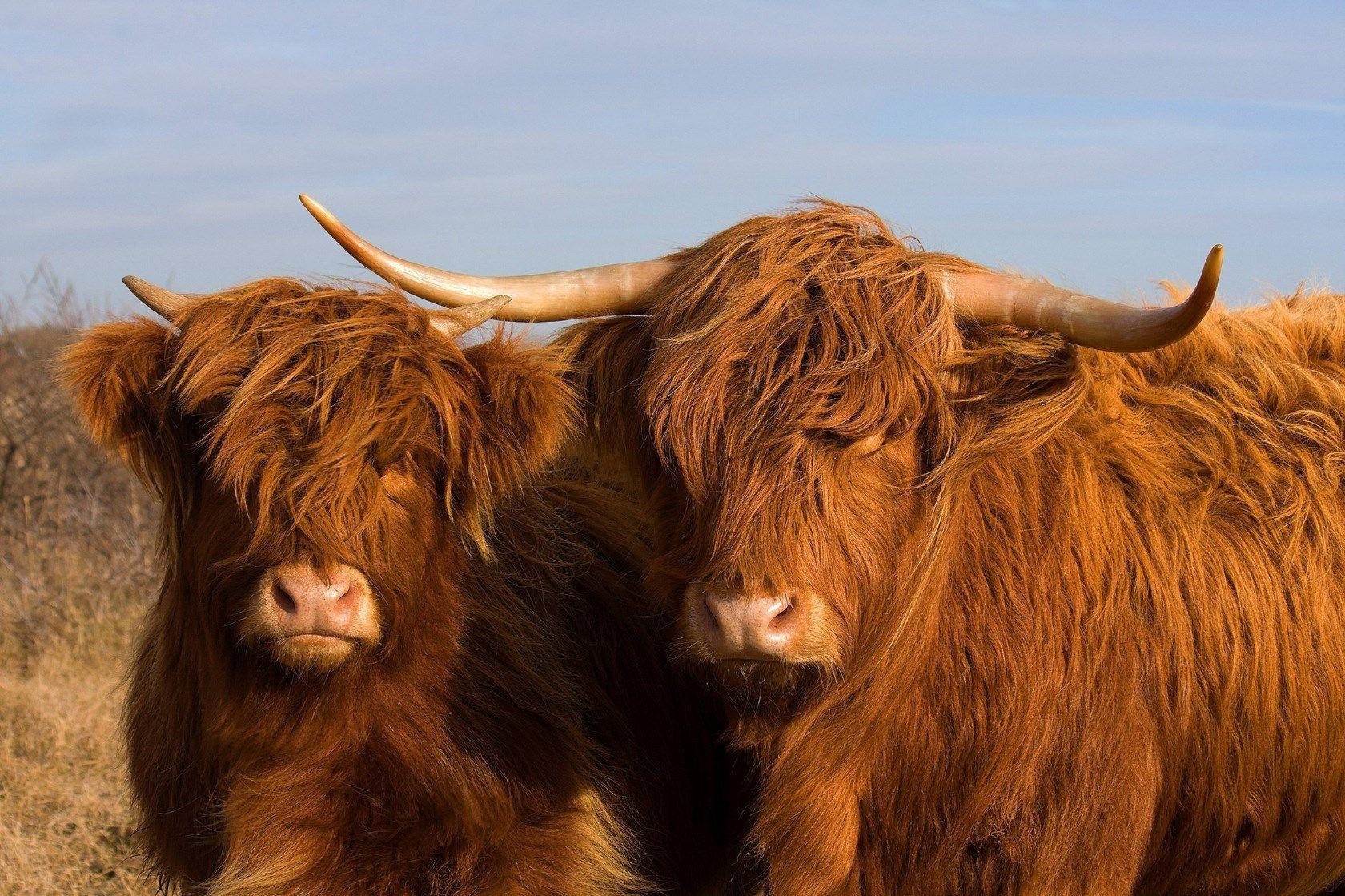 Highland Cow Pair Wallpaper