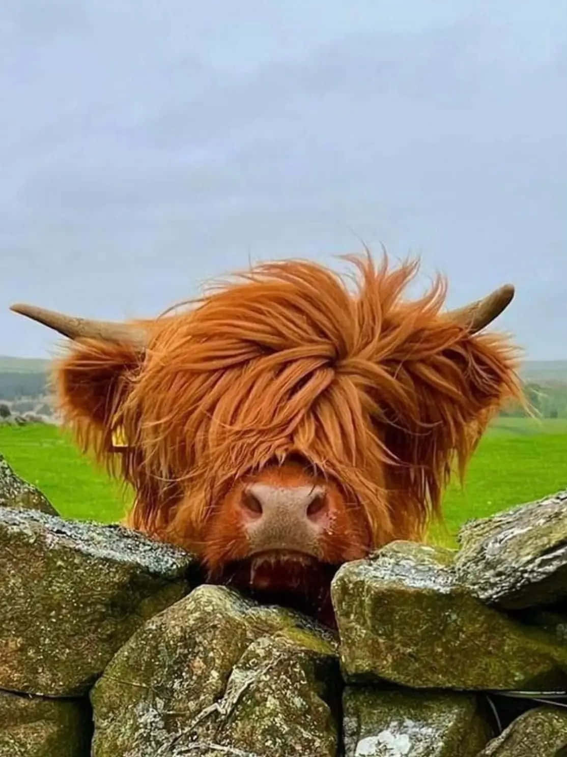 Highland Cow Peeking Over Stone Wall Wallpaper