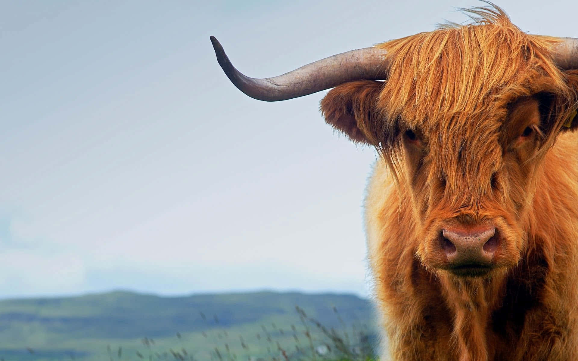 Highland Cow Portrait Fluffy Aesthetic.jpg Wallpaper