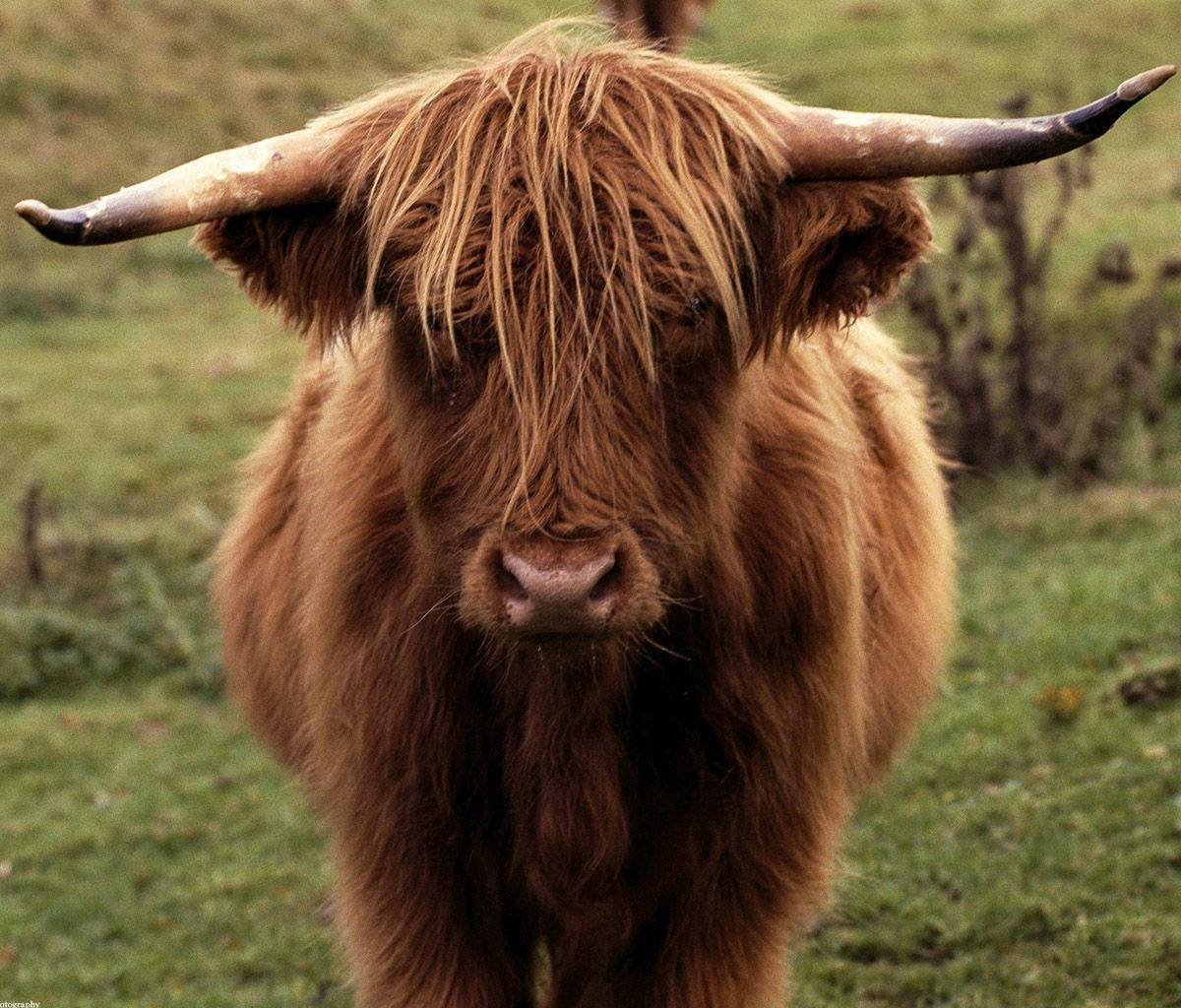 Highland Cow Staring Wallpaper