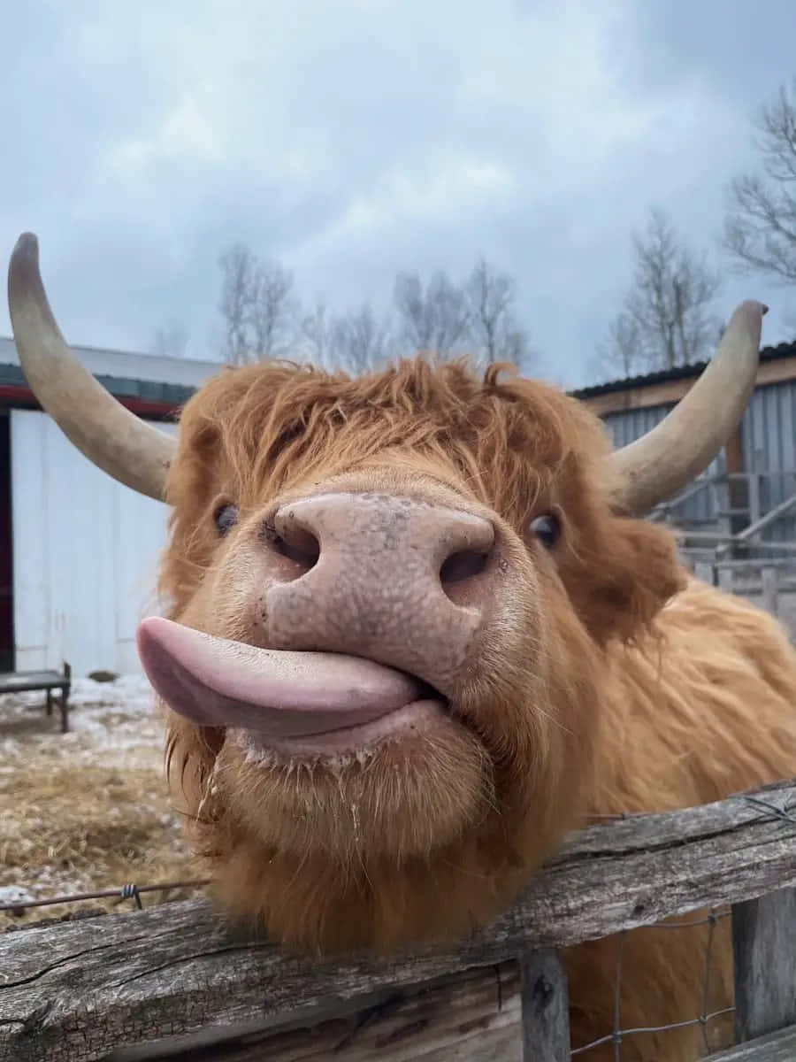 Highland Cow Sticking Out Tongue Wallpaper