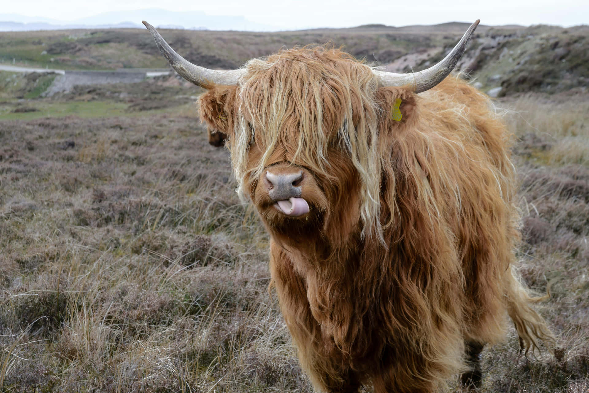 Highland Cow Tongue Out Scottish Landscape.jpg Wallpaper