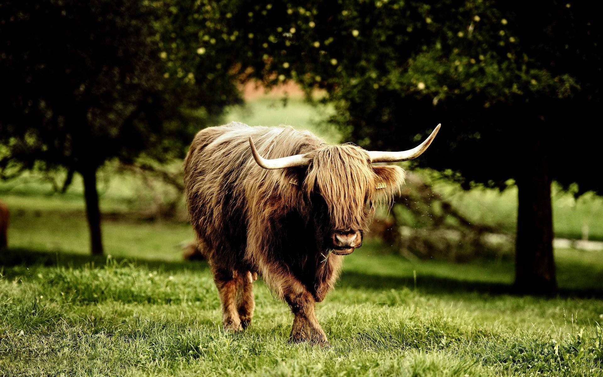 Highland Cow Walking On Grass Wallpaper