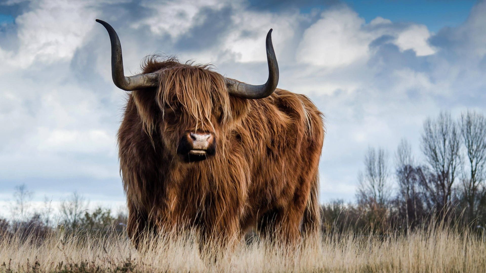 Highland Cow With Cloudy Sky Wallpaper