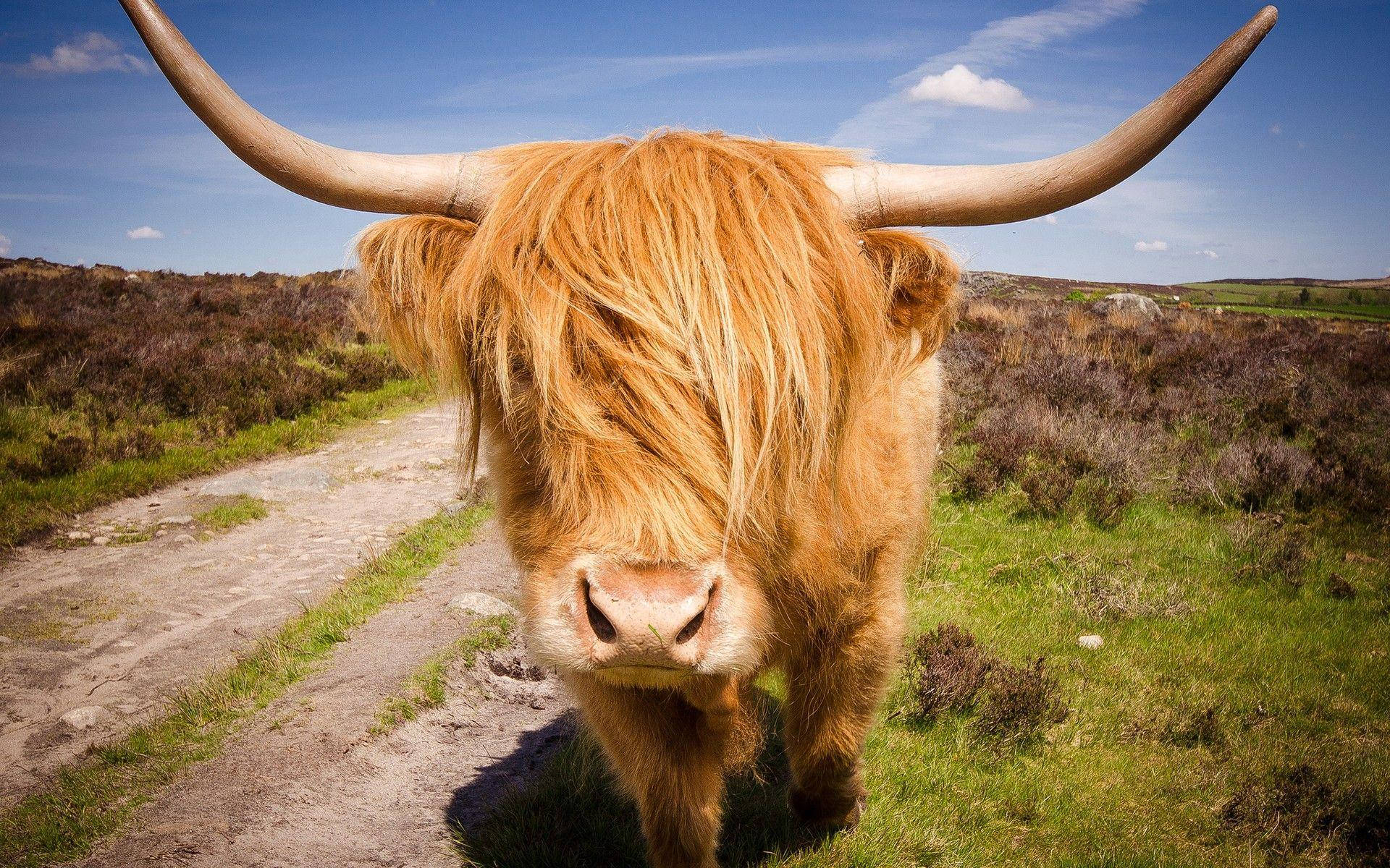 Highland Cow With Large Horns Wallpaper
