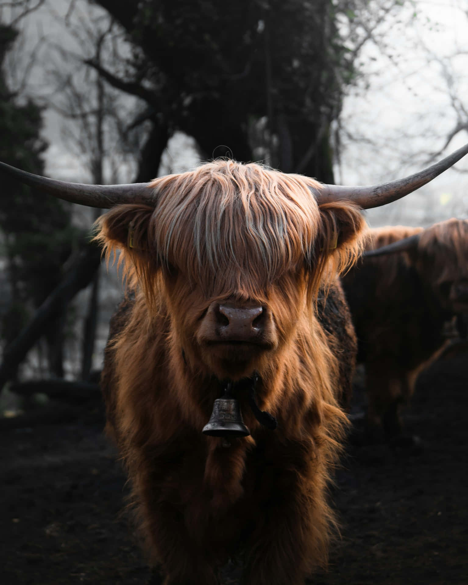 Highland Cow With Long Horns Wallpaper