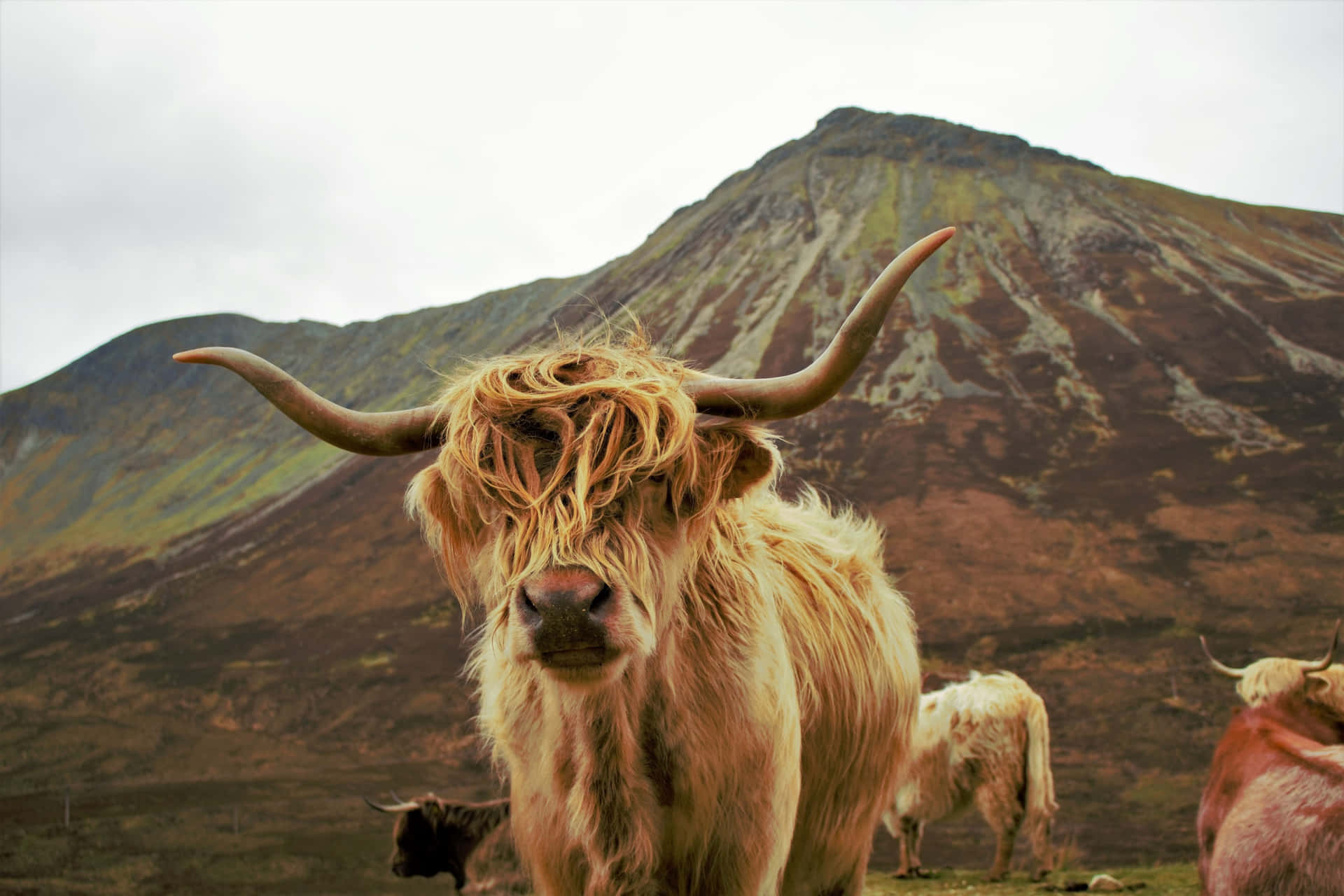 Highland_ Cow_with_ Mountain_ Backdrop.jpg Wallpaper