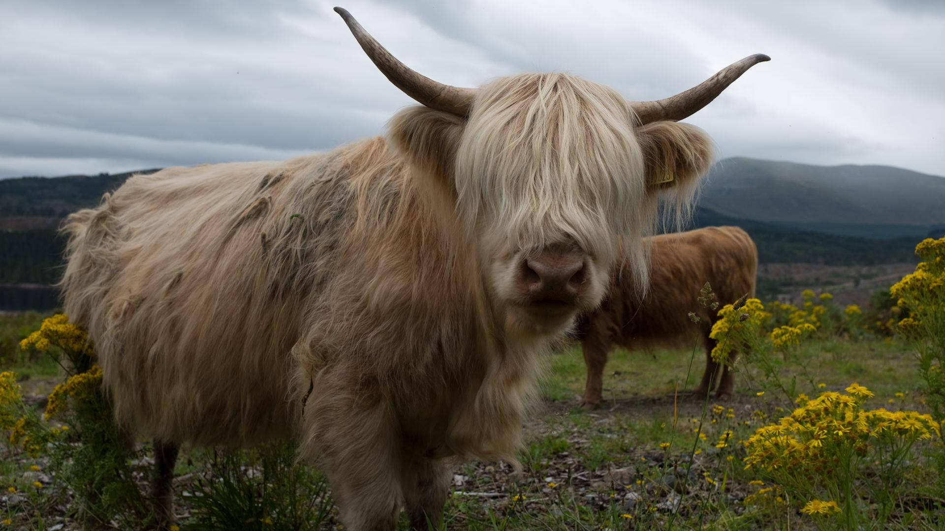 Highland Cow With Yellow Flowers Wallpaper