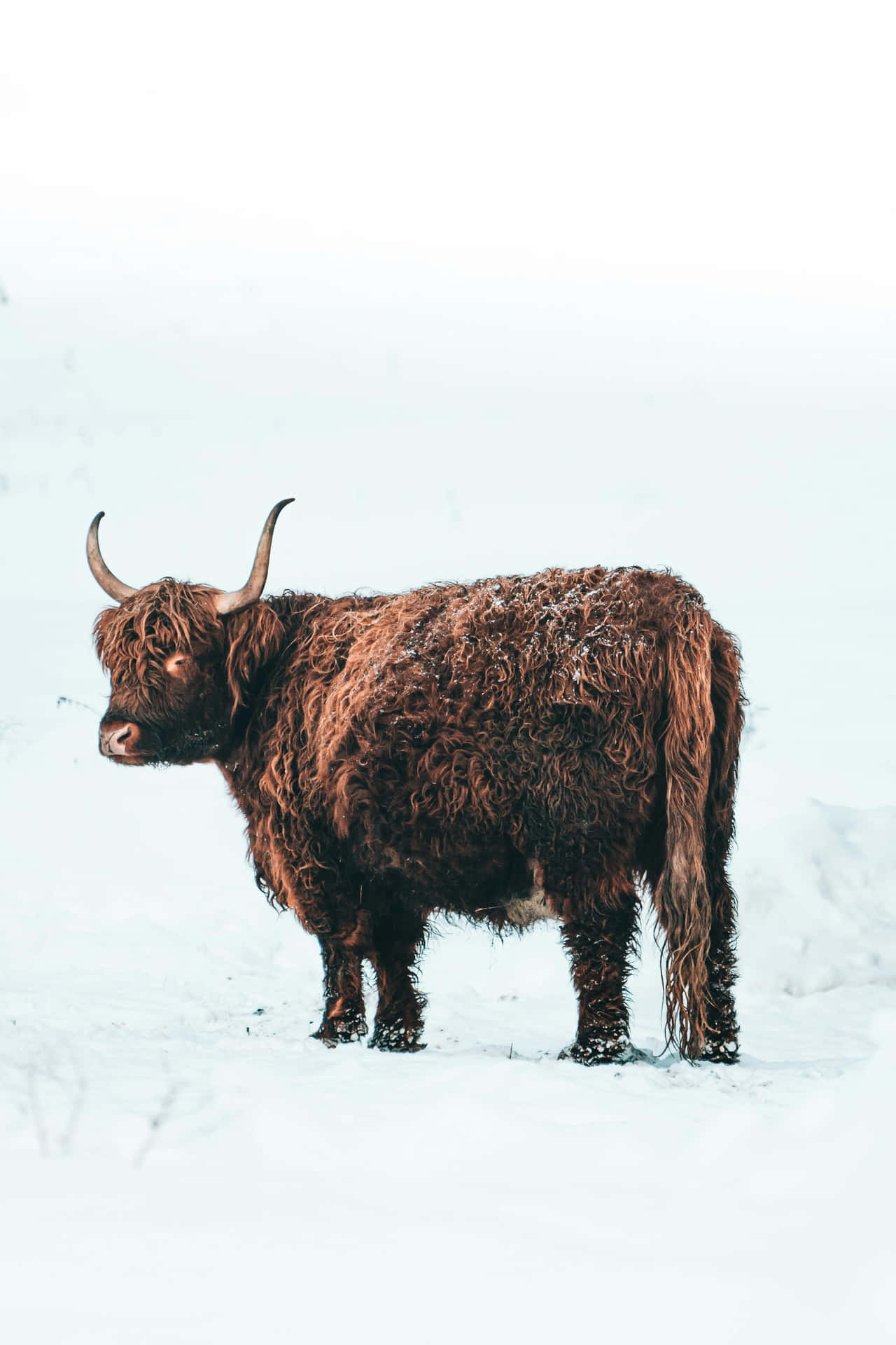 Highland Cowin Snow.jpg Wallpaper