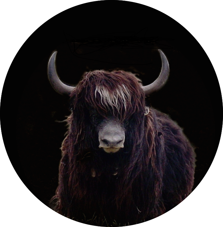 Highland Cowwith Horns PNG