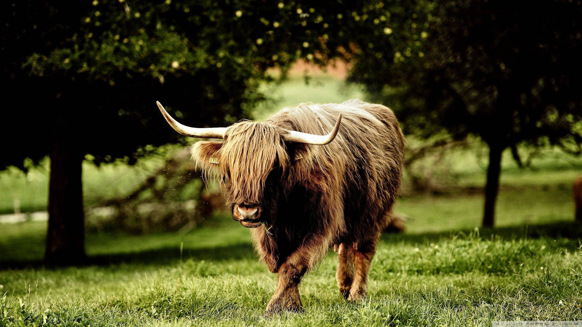 Highland Ox In Orchard Wallpaper