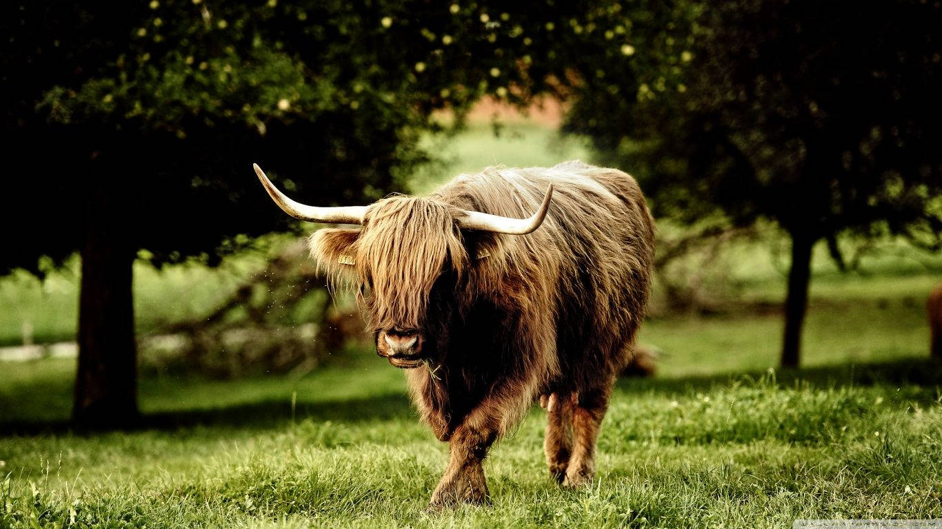 Highlander Bull Animal