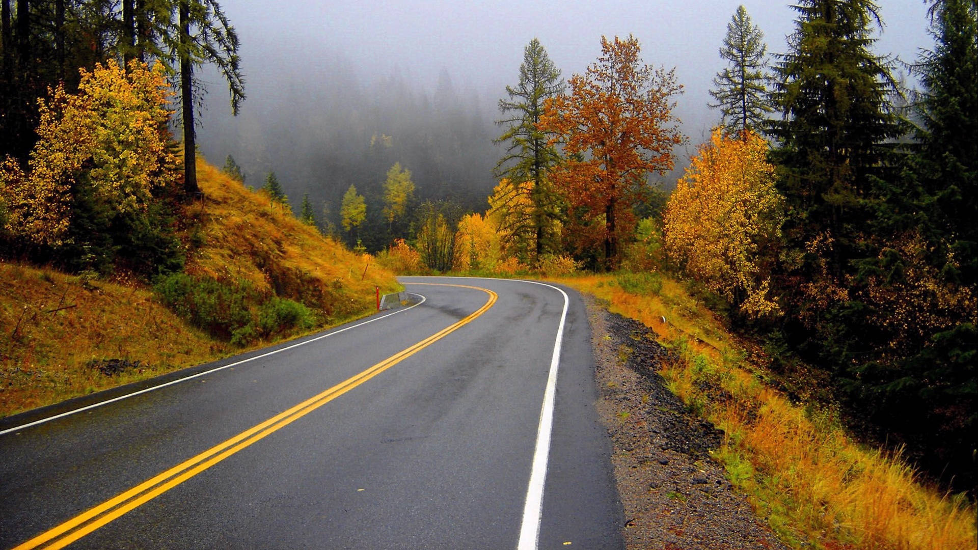 Highway Road And Foggy Forest Wallpaper