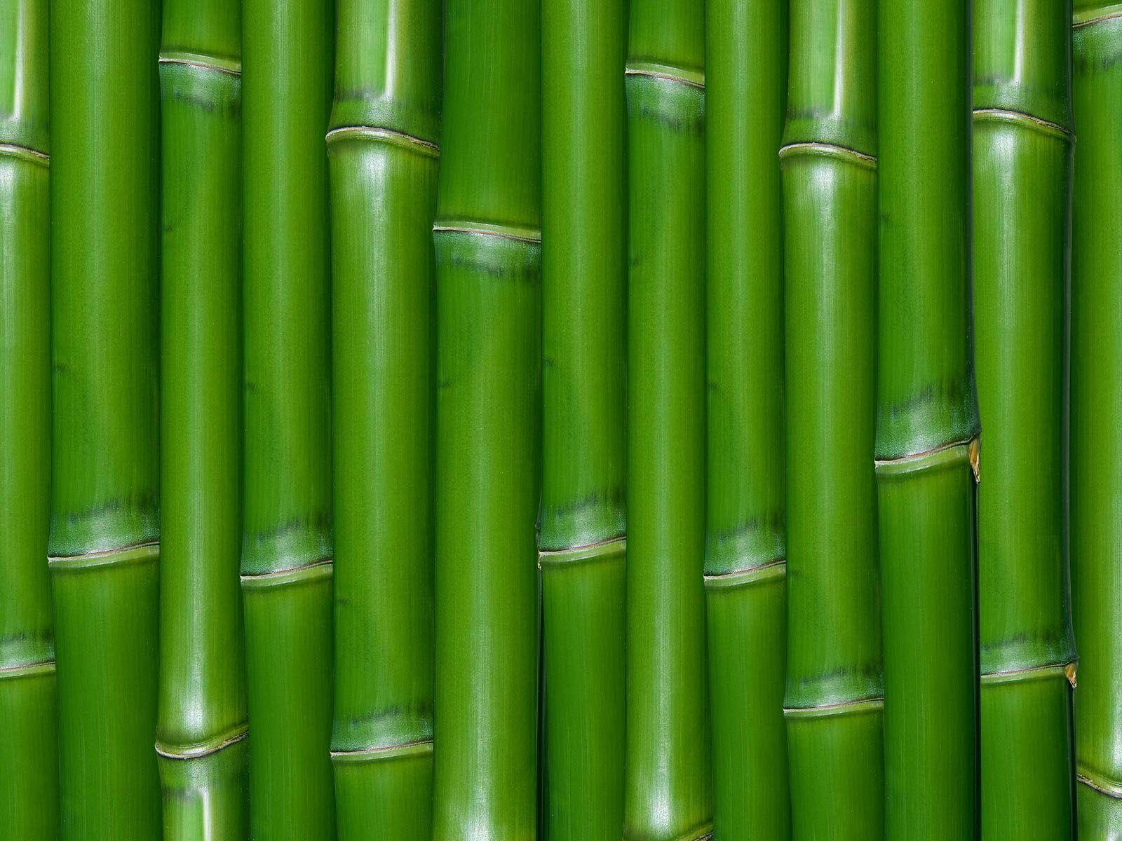 Hijau Bamboo Wall Wallpaper