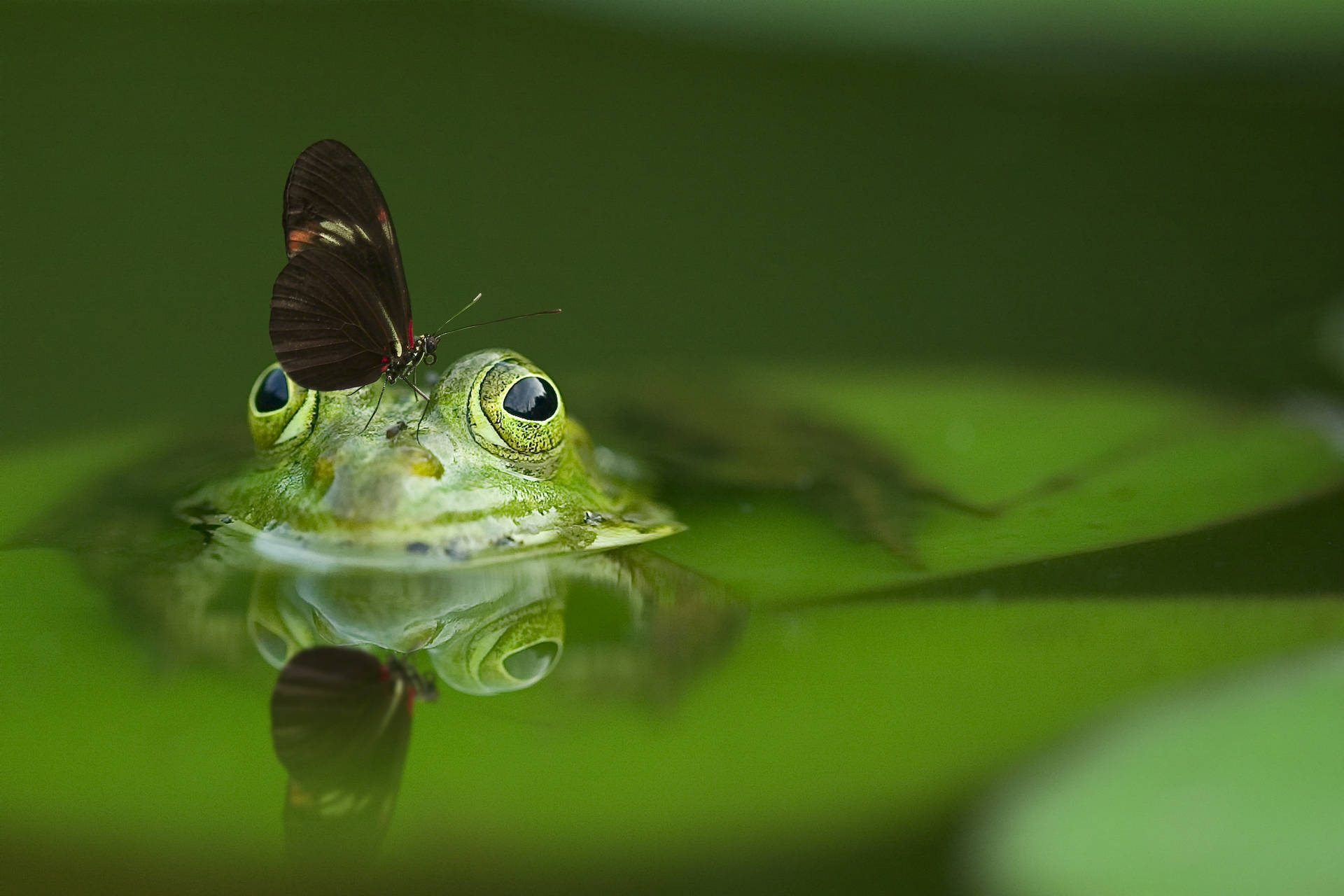 Hijau Frog Butterfly Background