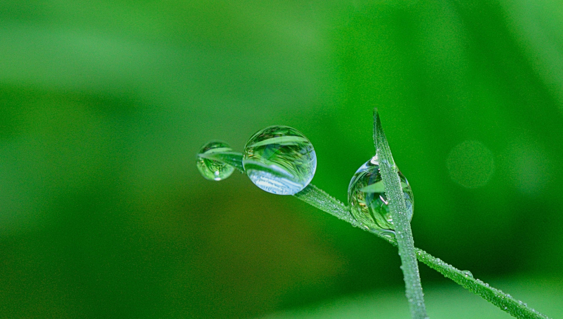 Hijau Water Droplets Background