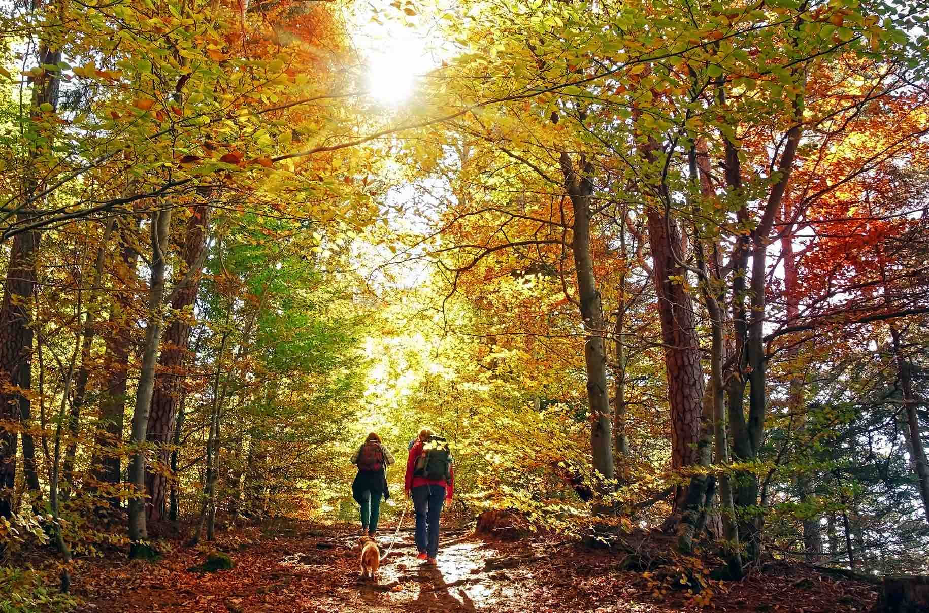 Wandernwährend Der Herbstsaison Wallpaper