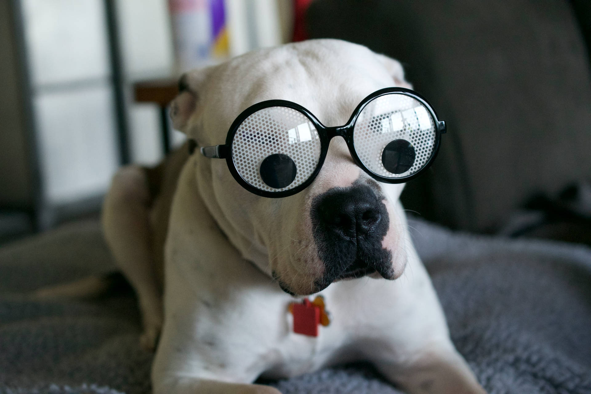Hilarious Boxer Dog In Spectacles Profile Wallpaper