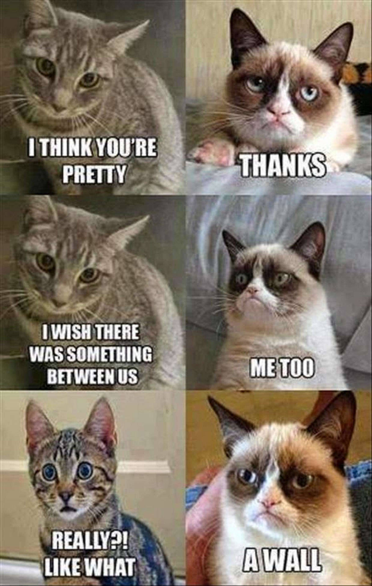 Hilarious cat meme wallpaper.