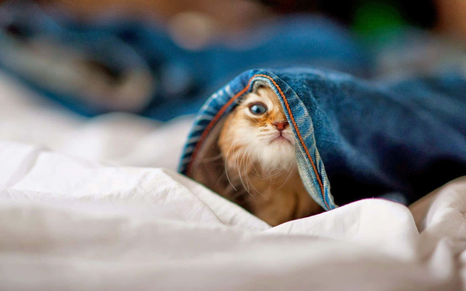 Hilarious Kitten Playing Hide And Seek In A Colorful Setting