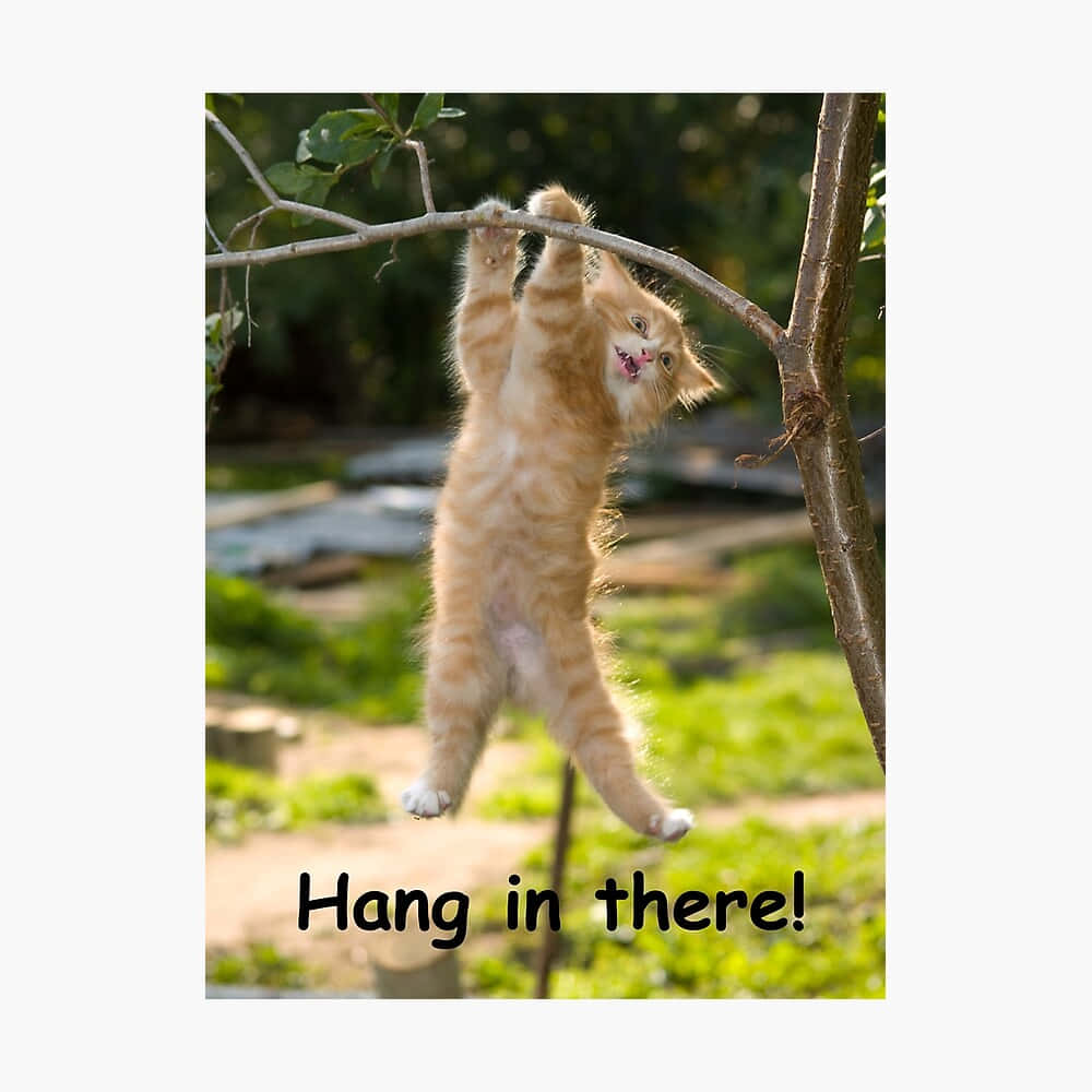 Hanging Cat Hilarious Picture
