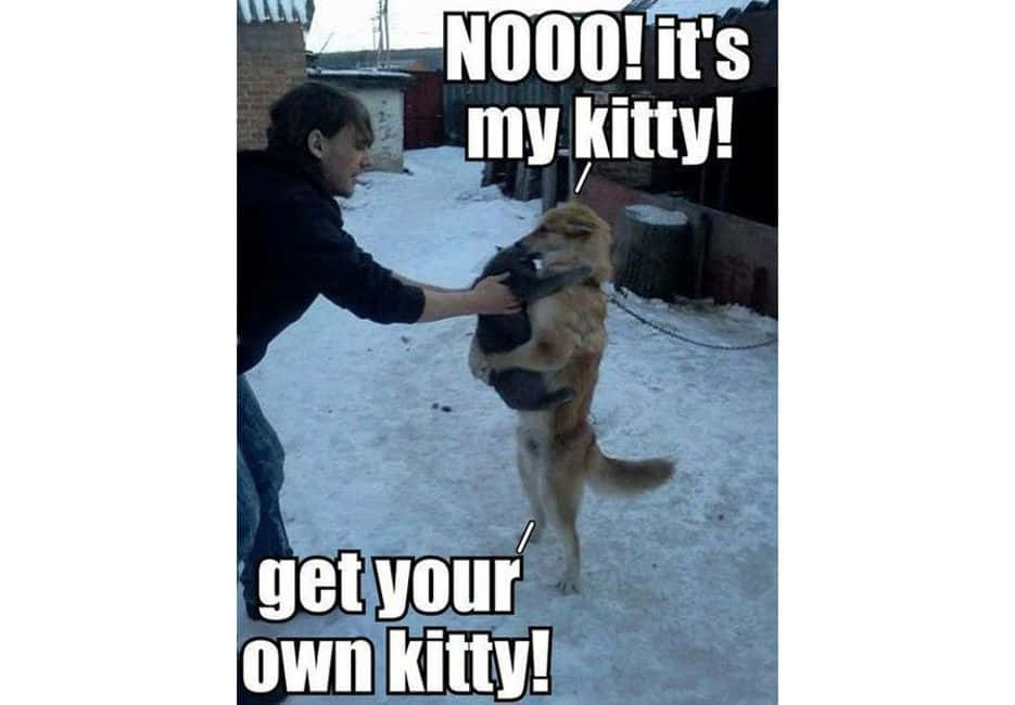 Hilarious Cat Dog Pictures