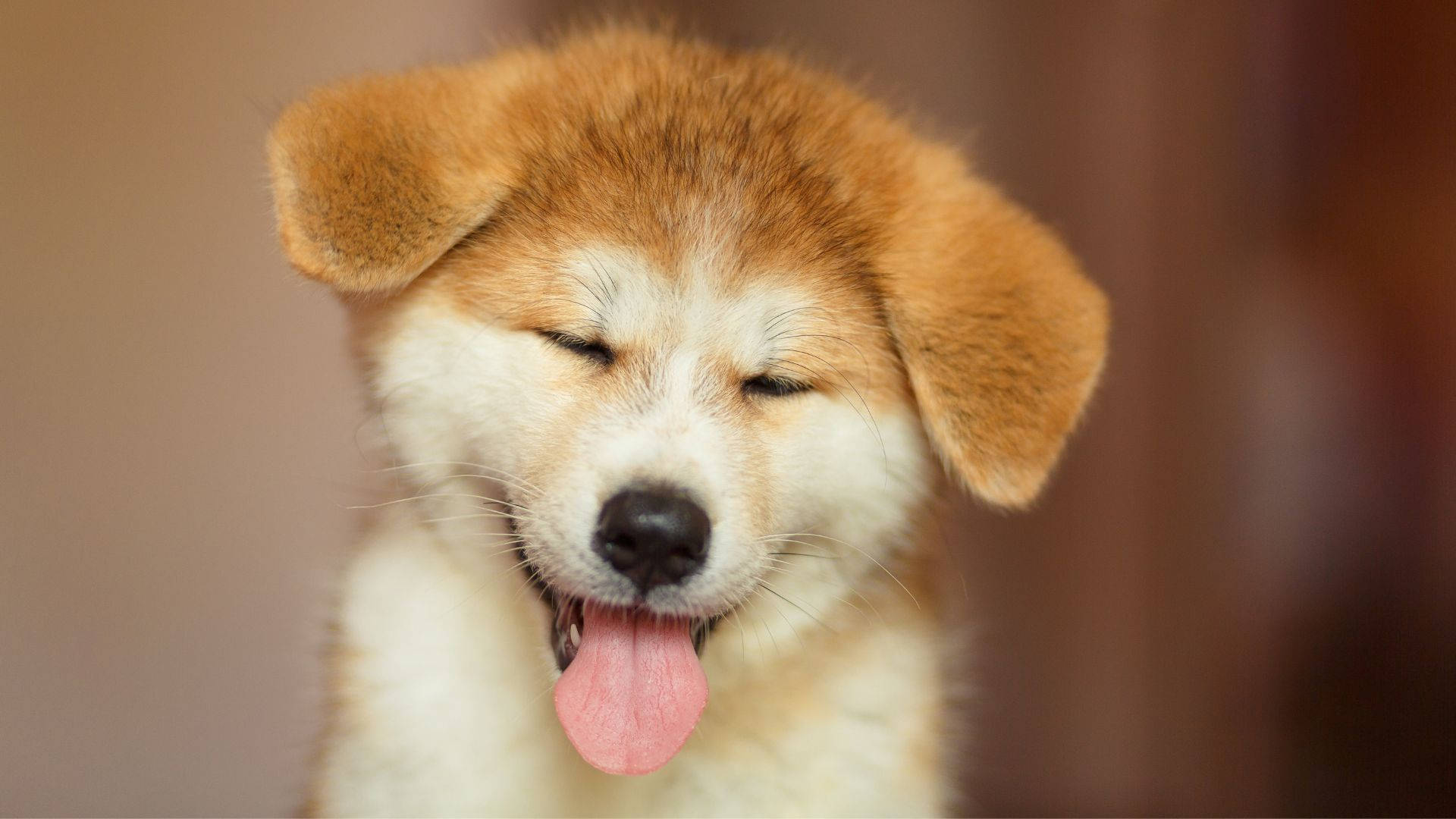Hilarious Shiba Inu Baby Dog Wallpaper