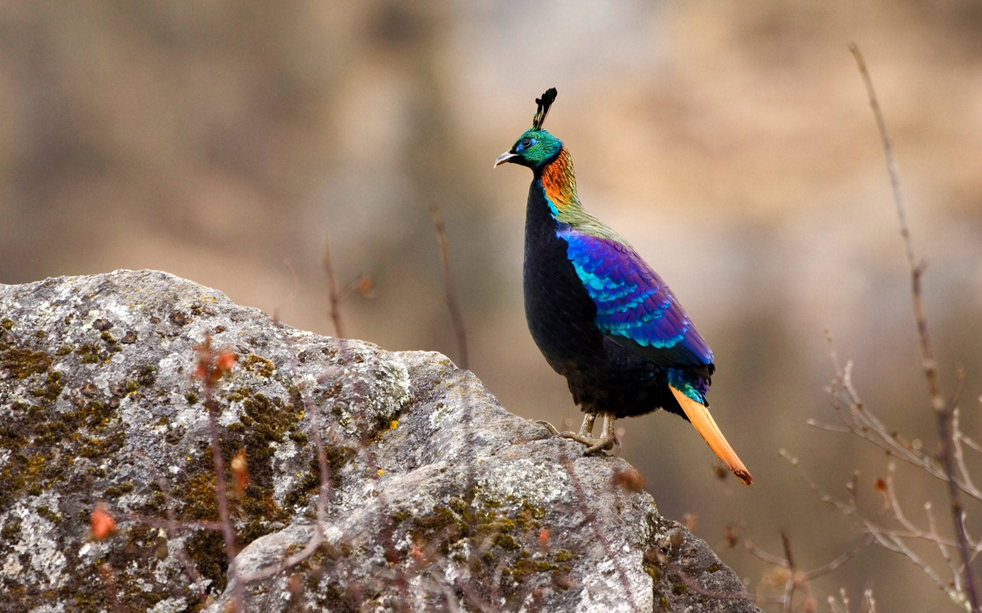 Himalayan Monal Bird Nepal