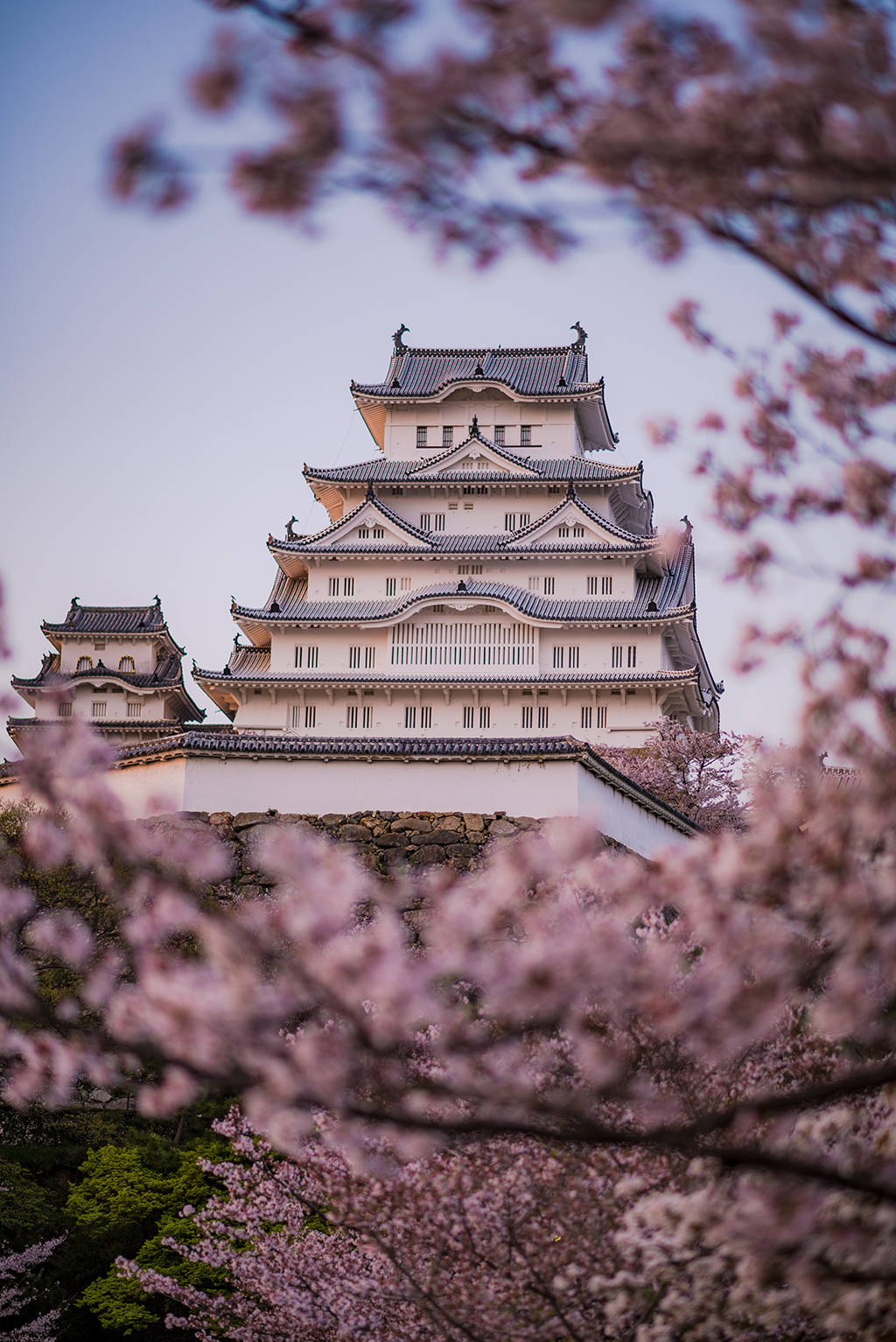 Castillode Himeji Entre Los Cerezos En Flor Fondo de pantalla