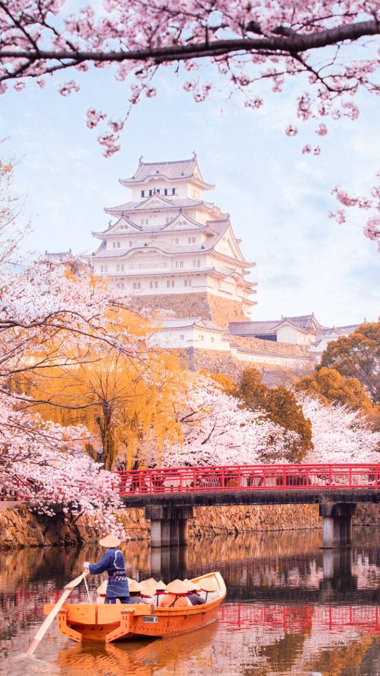 Himejicastle Entre Árboles De Sakura. Fondo de pantalla