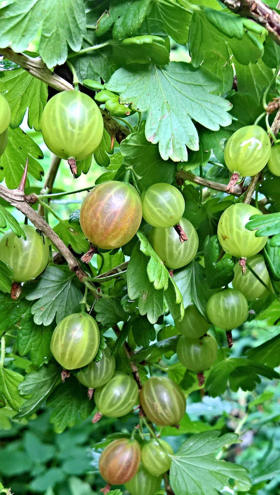Hinnonmakigooseberry Fruit: Hinnonmaki Krusbär Frukt Wallpaper