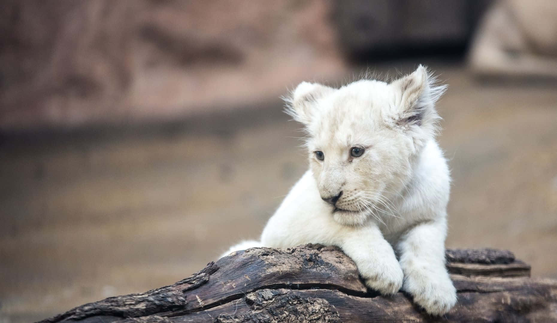 Hintergrundbildmit Baby Löwen
