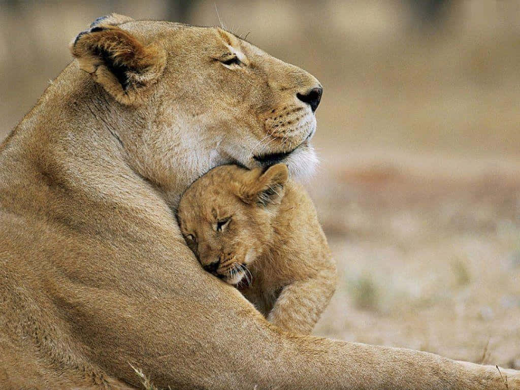 Hintergrundbildmit Einem Baby Löwen