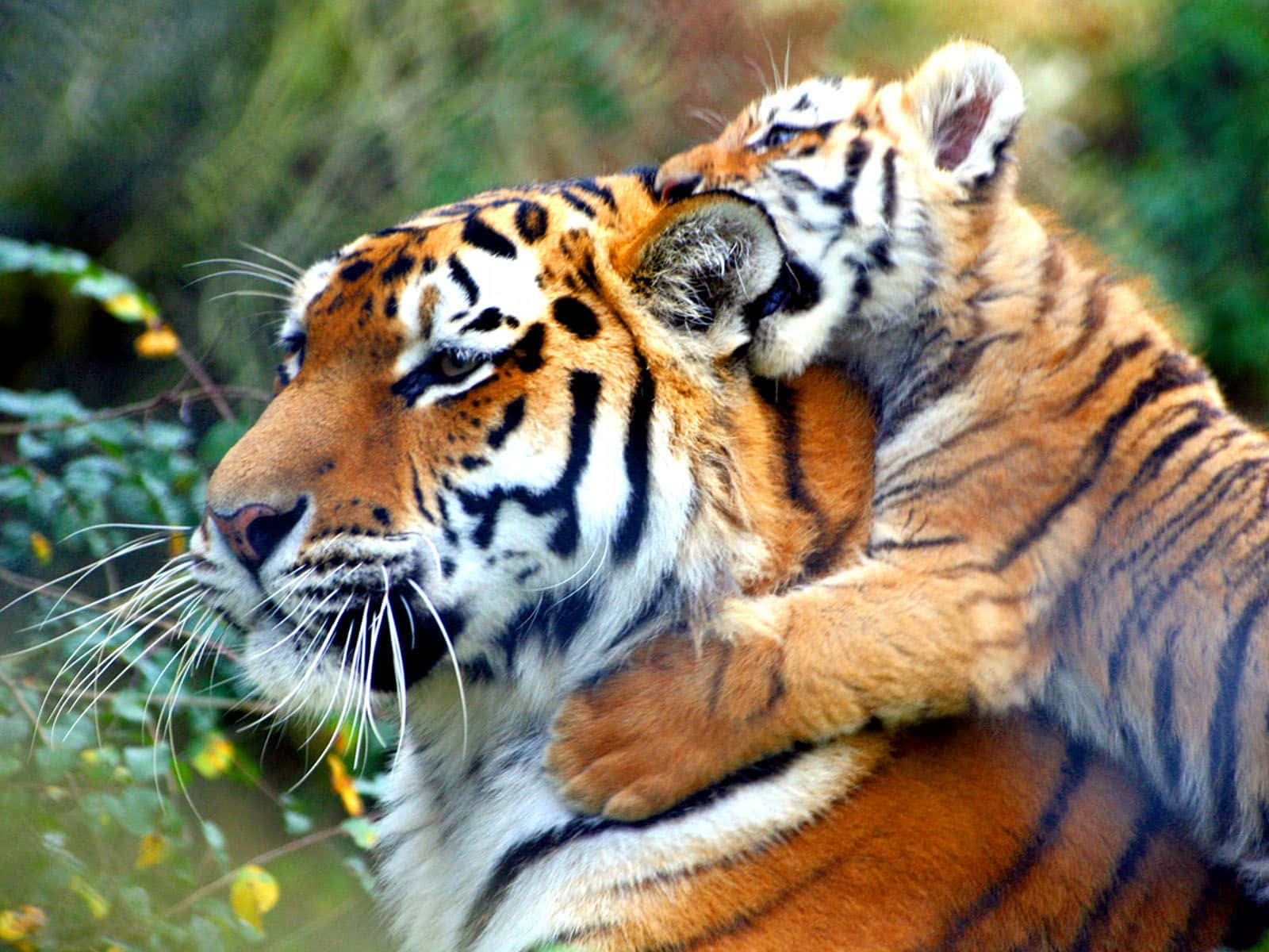 Hintergrundbildmit Einem Baby-tiger