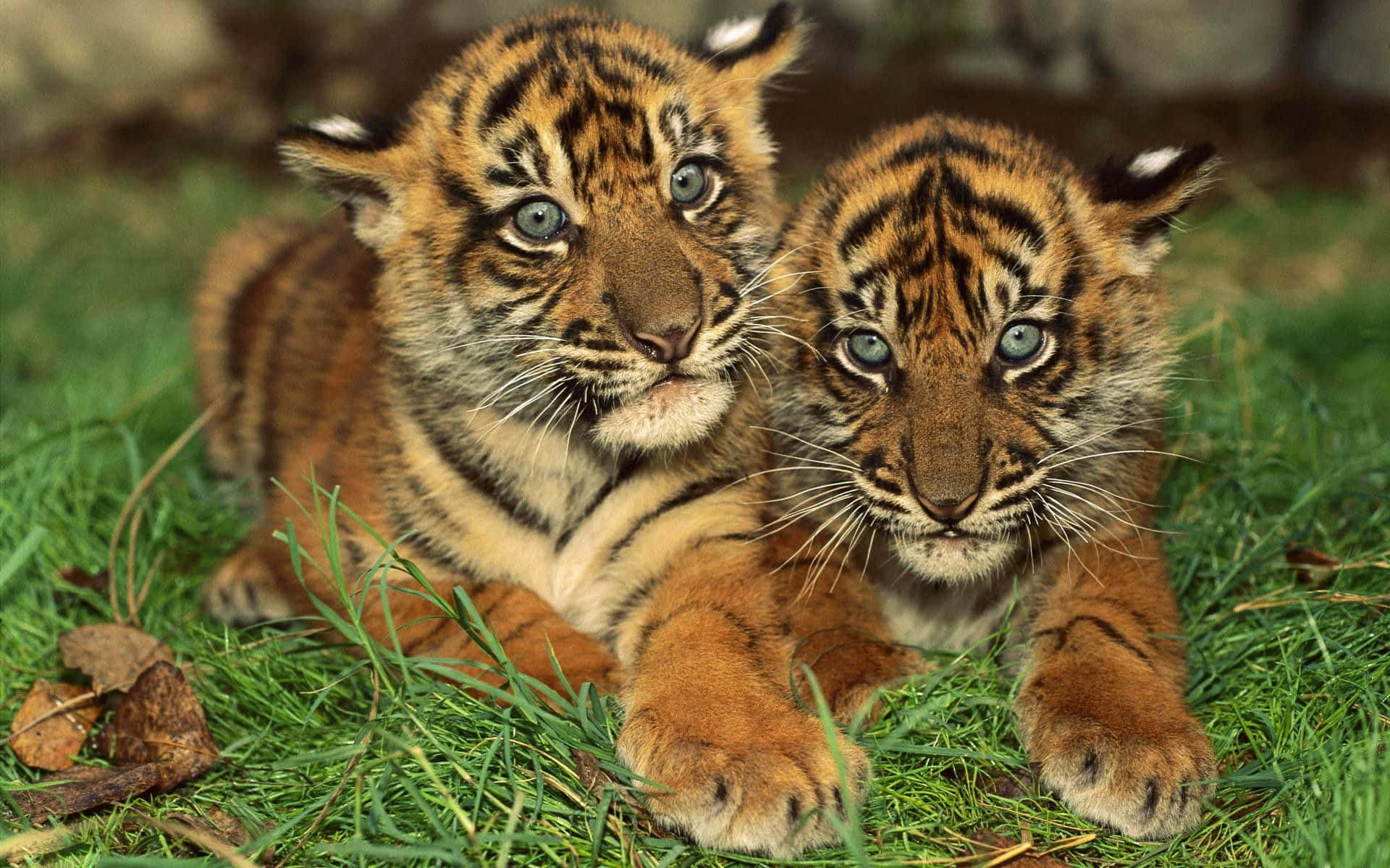 Hintergrundbildmit Einem Baby-tiger