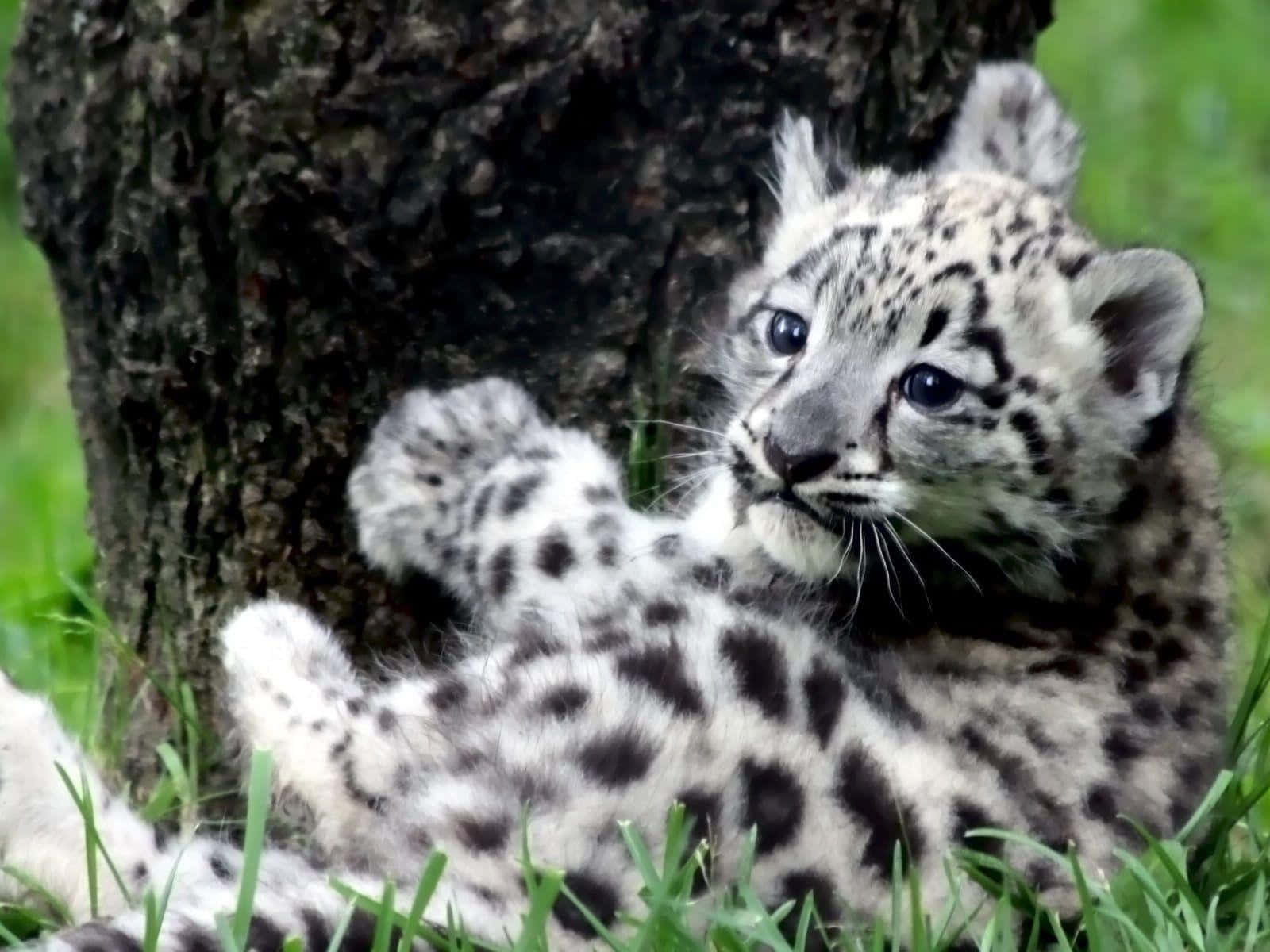 Hintergrundmit Baby-tiger